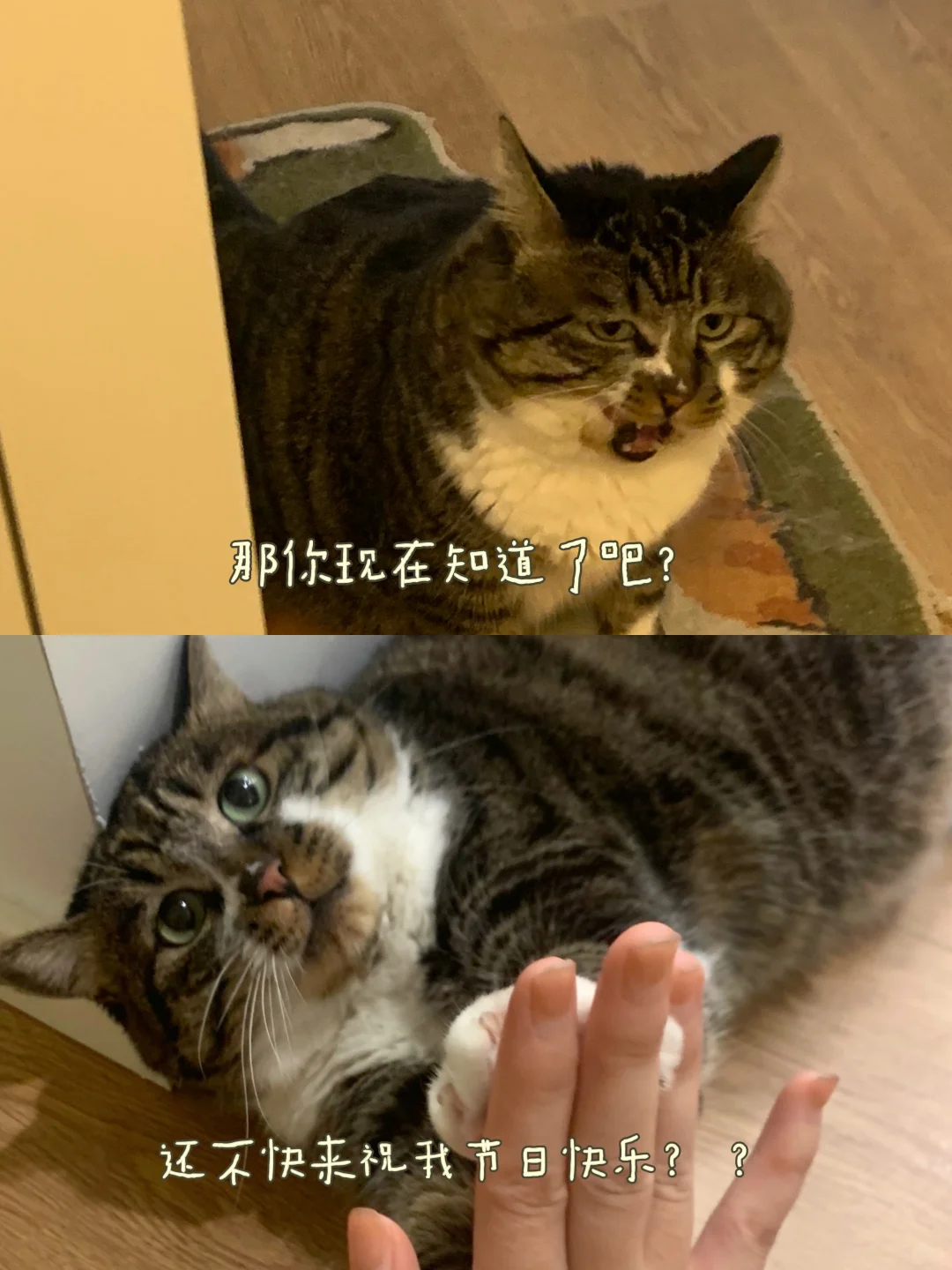 8月8日国际猫咪日，小猫祝你……