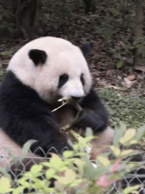 回来俺大青岛了，这边还是凉快！接下来最高温度也只有28℃ 青岛