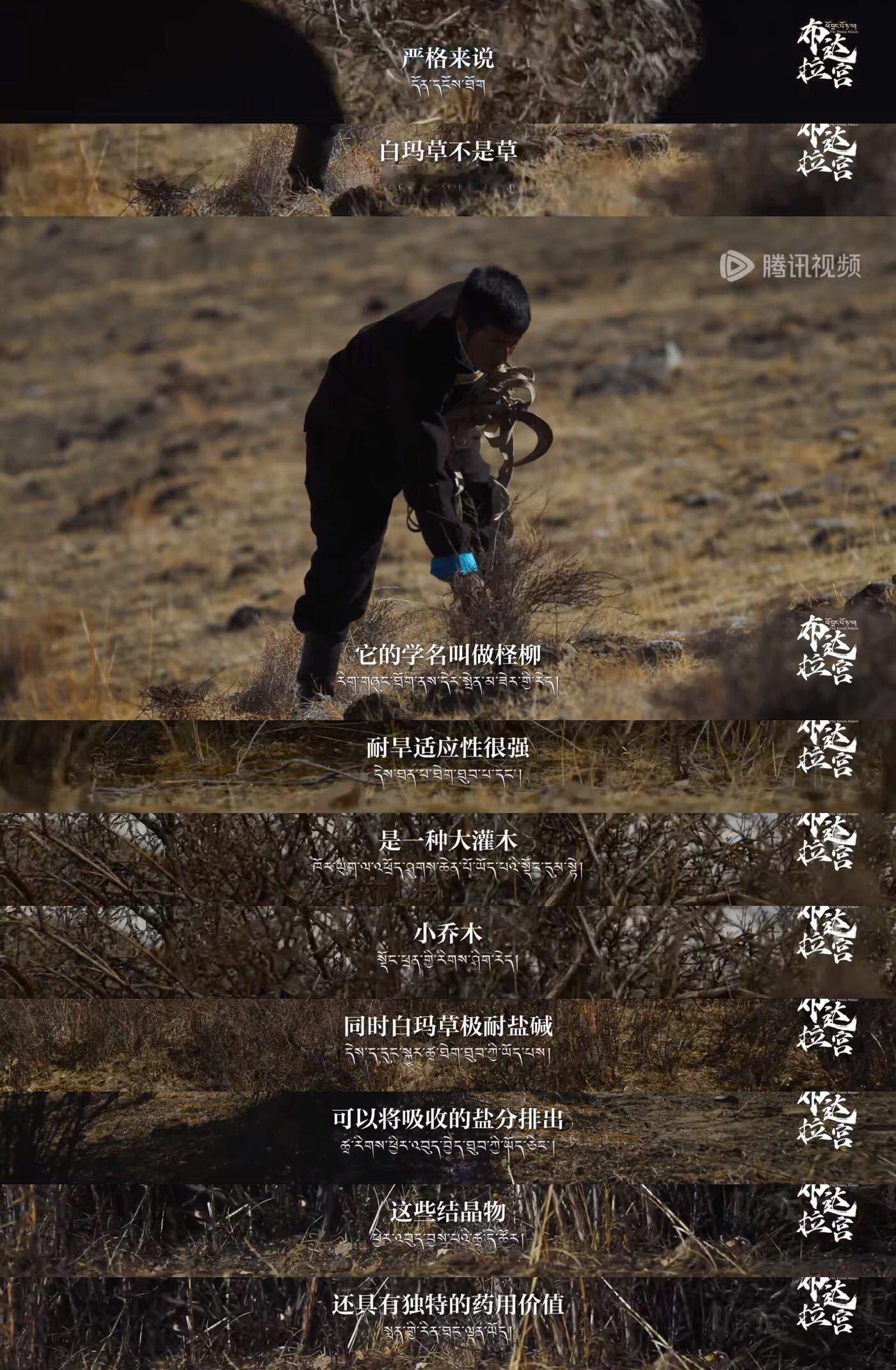 #原来布达拉宫的墙是用草筑的# 🧩#布达拉宫为什么要用草筑墙#被老祖宗的智慧给