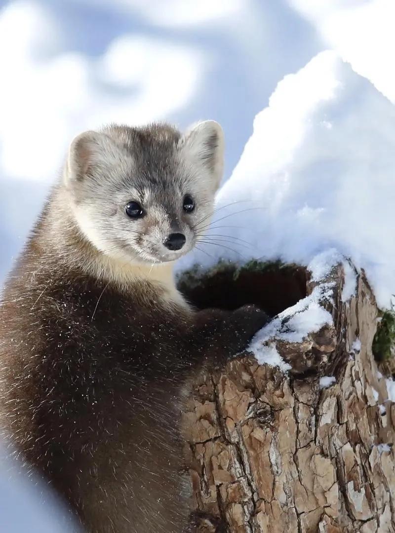 私自贩卖国家二级保护动物，被抓！
1月2日，网友发布视频，山东烟台滑雪场里，一名