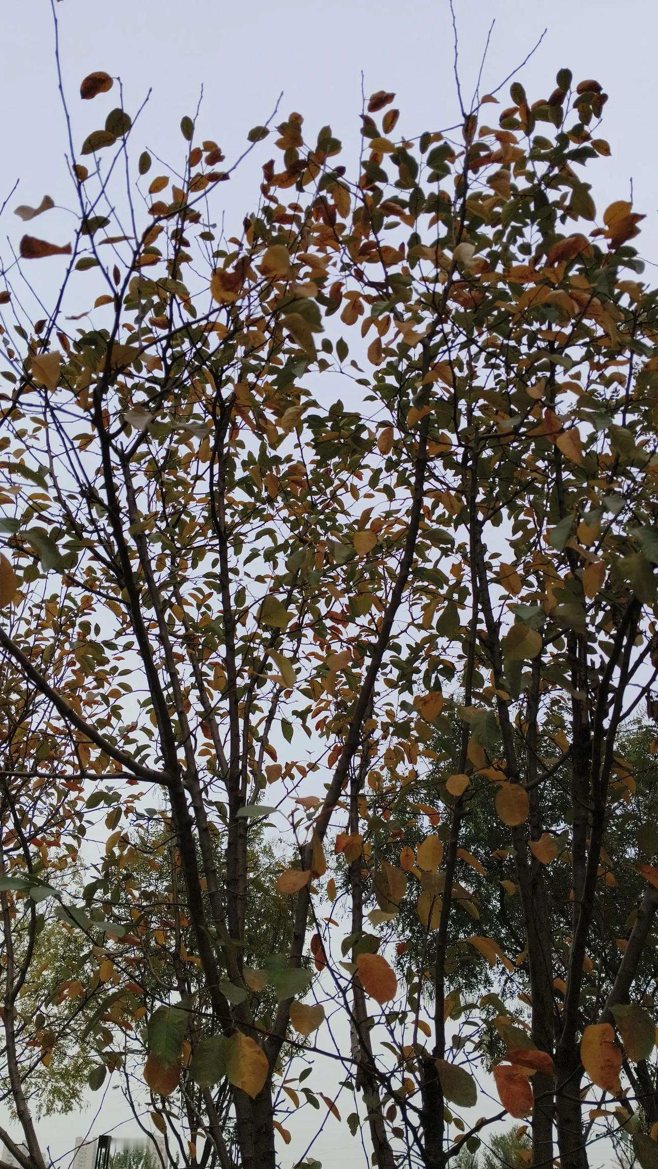 我不希望当下的时刻消失，
我不希望经历过的生活消失。
那么我就用文字把它记录下来