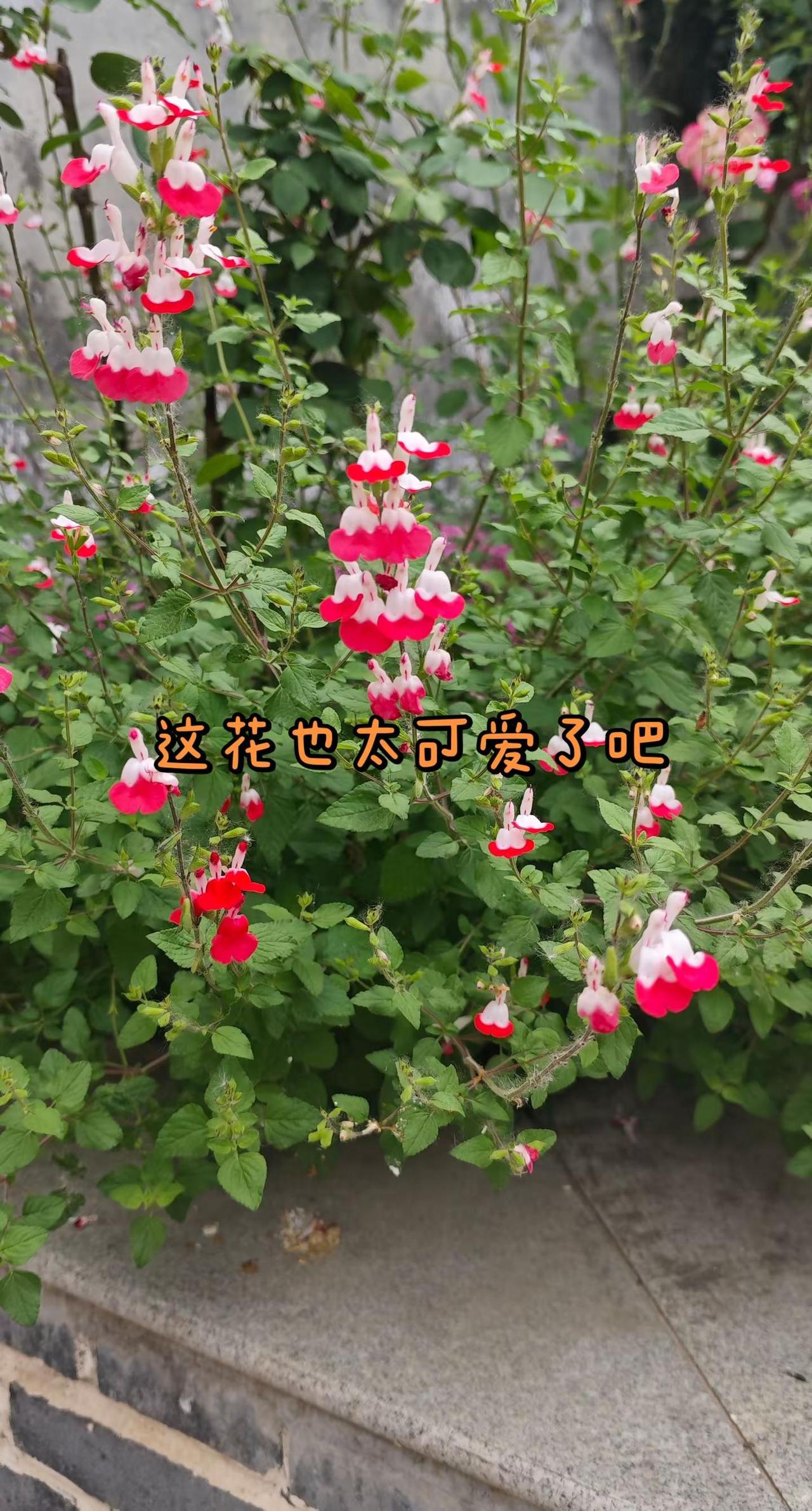 开一整个夏天的小可爱 植物科普 樱桃鼠尾草 夏日植物 治愈系植物