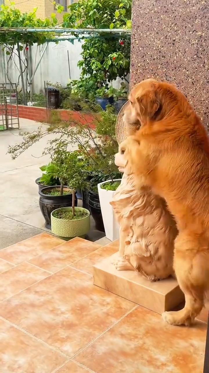 毛毛姥爷，在家里不需要戴草帽。原来给你妈妈带草帽。这样行了吧。