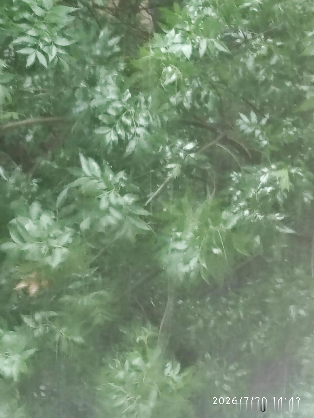 我的今日状态：😁轻松愉快
我这里的天气：🌧下雨
今年的雨水怎么这么勤呢！早晨