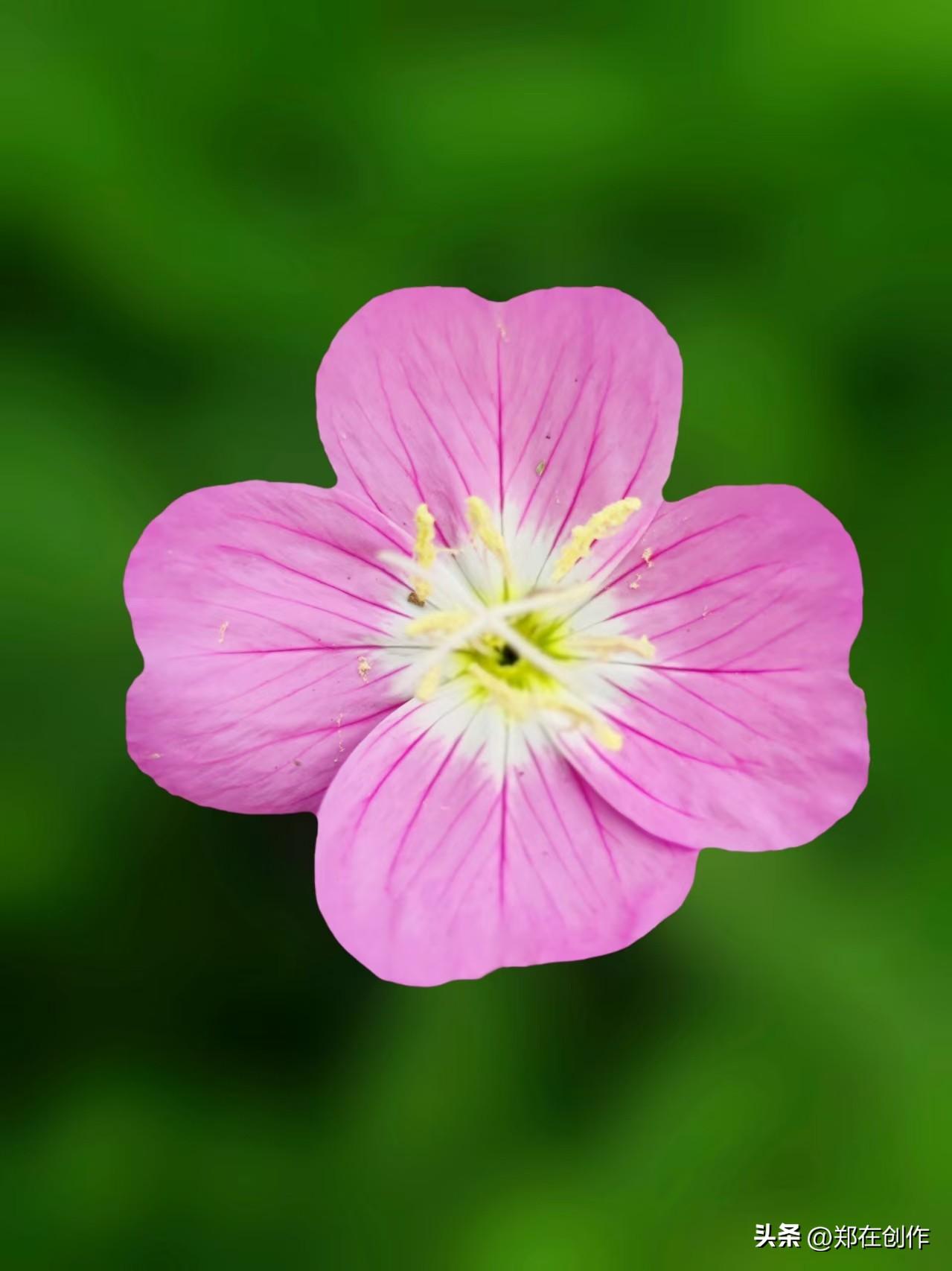 随手拍摄漂亮花朵