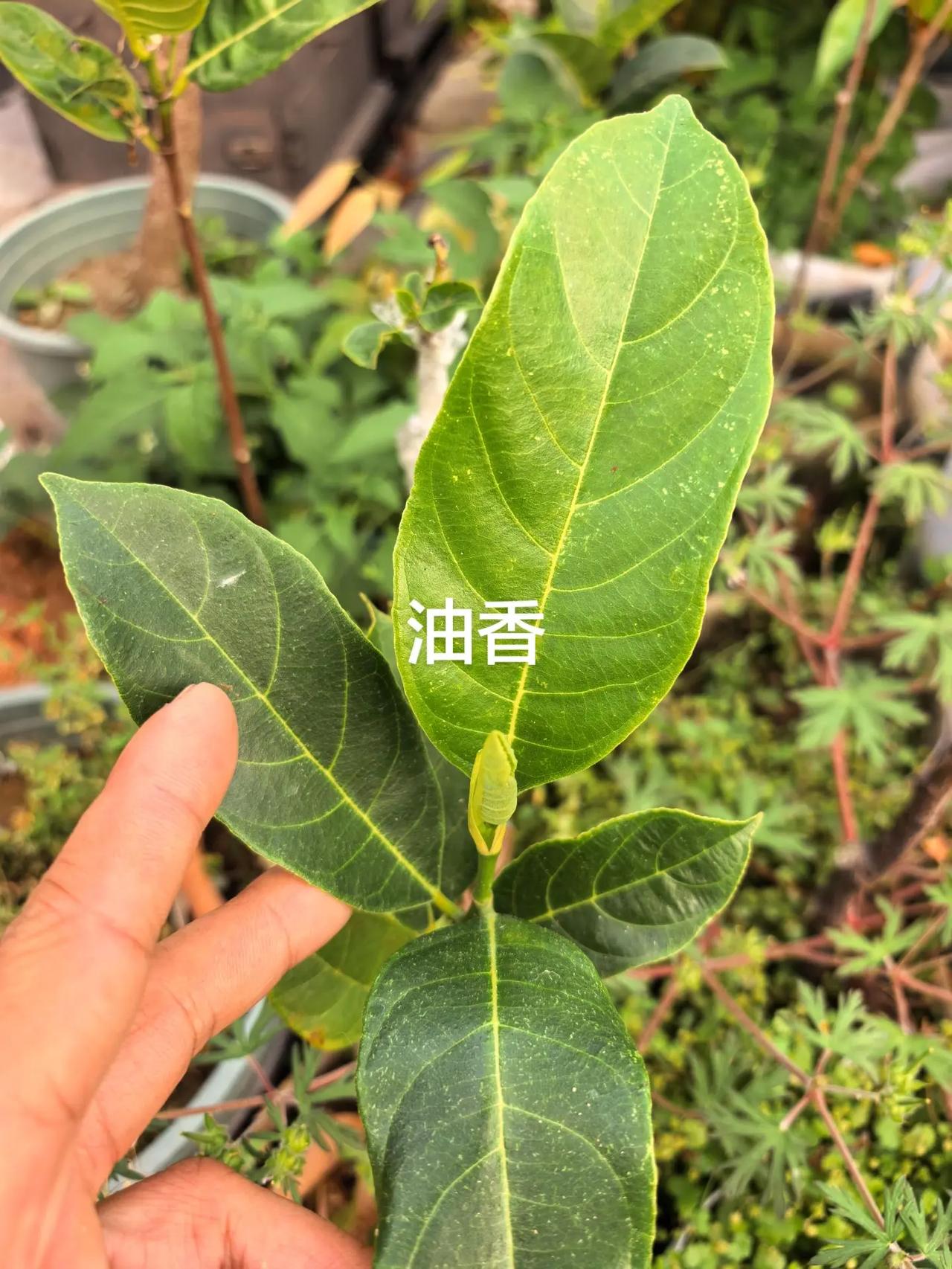 四个菠萝蜜品种 可以定制的四个菠萝蜜品种