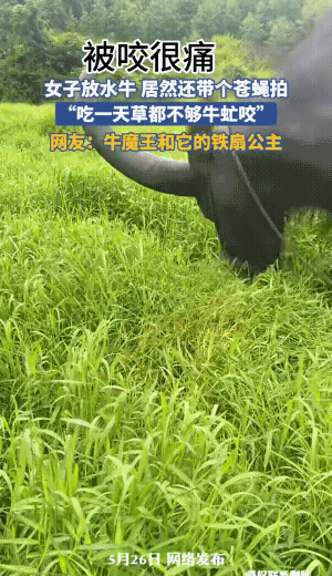 近日，女子上山放牛，见牛被蝇虫侵扰，则守在一旁细心地帮它拍打。任凭苍蝇拍在身上起
