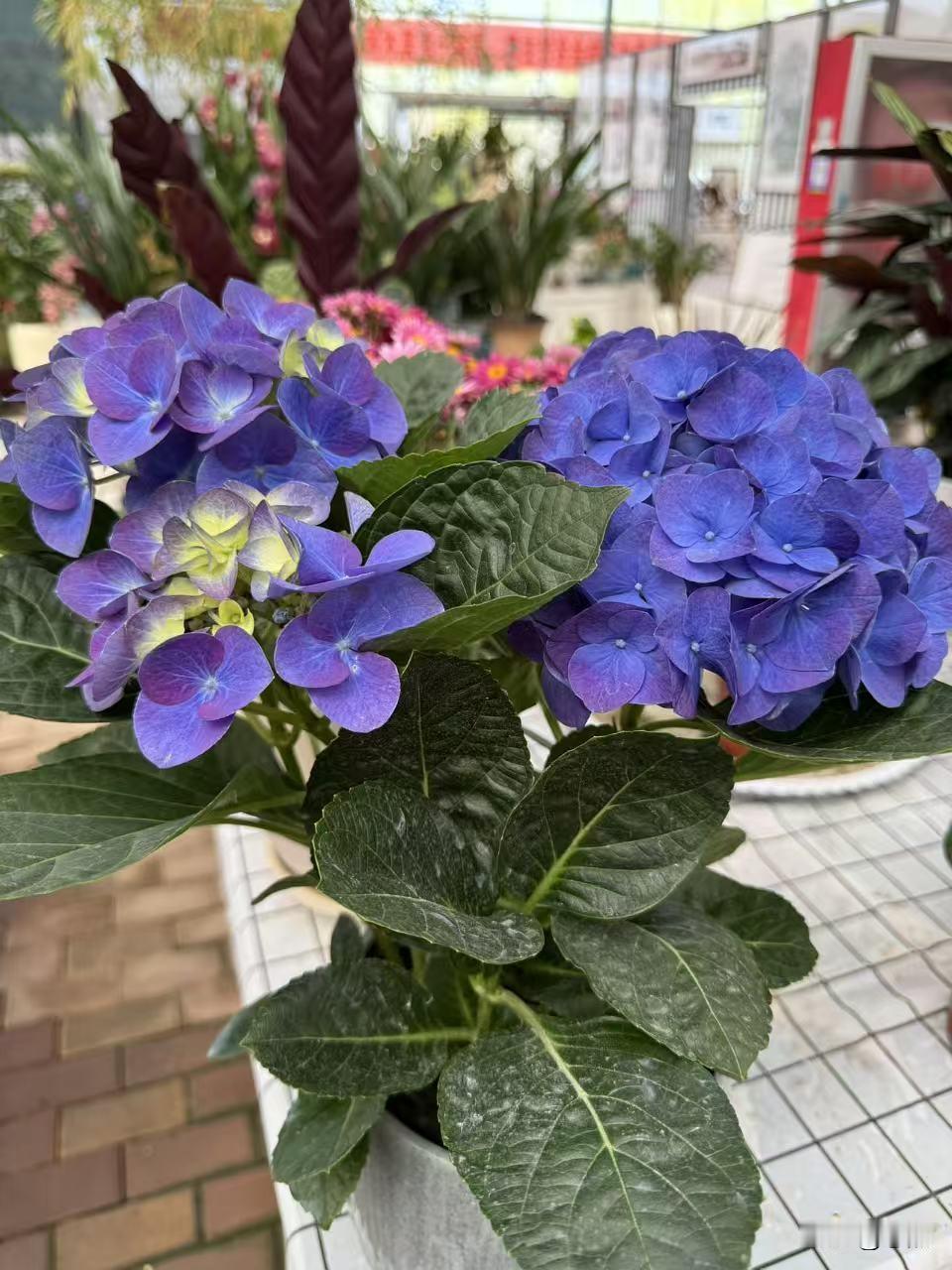 分享一张美丽的花朵照片晒晒随手一拍美丽的花朵