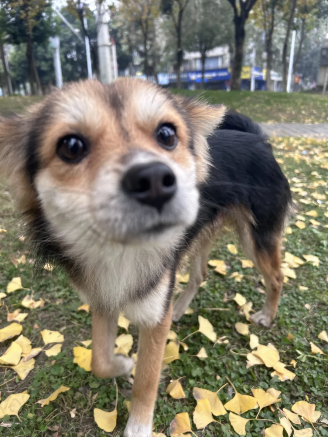 妈说小黑那股公狐狸一样的自恋劲太烦人了😂