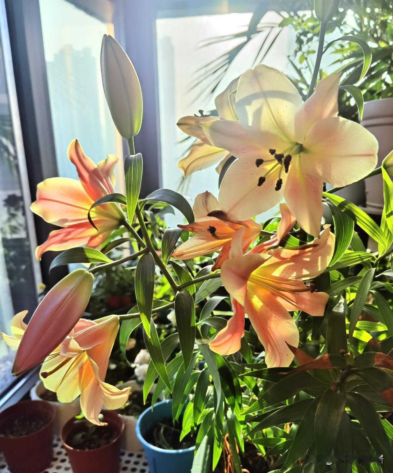 但是为了这片小小的花海，值得
九月种下的百合种球
因为温度合适，长势迅猛
发芽后