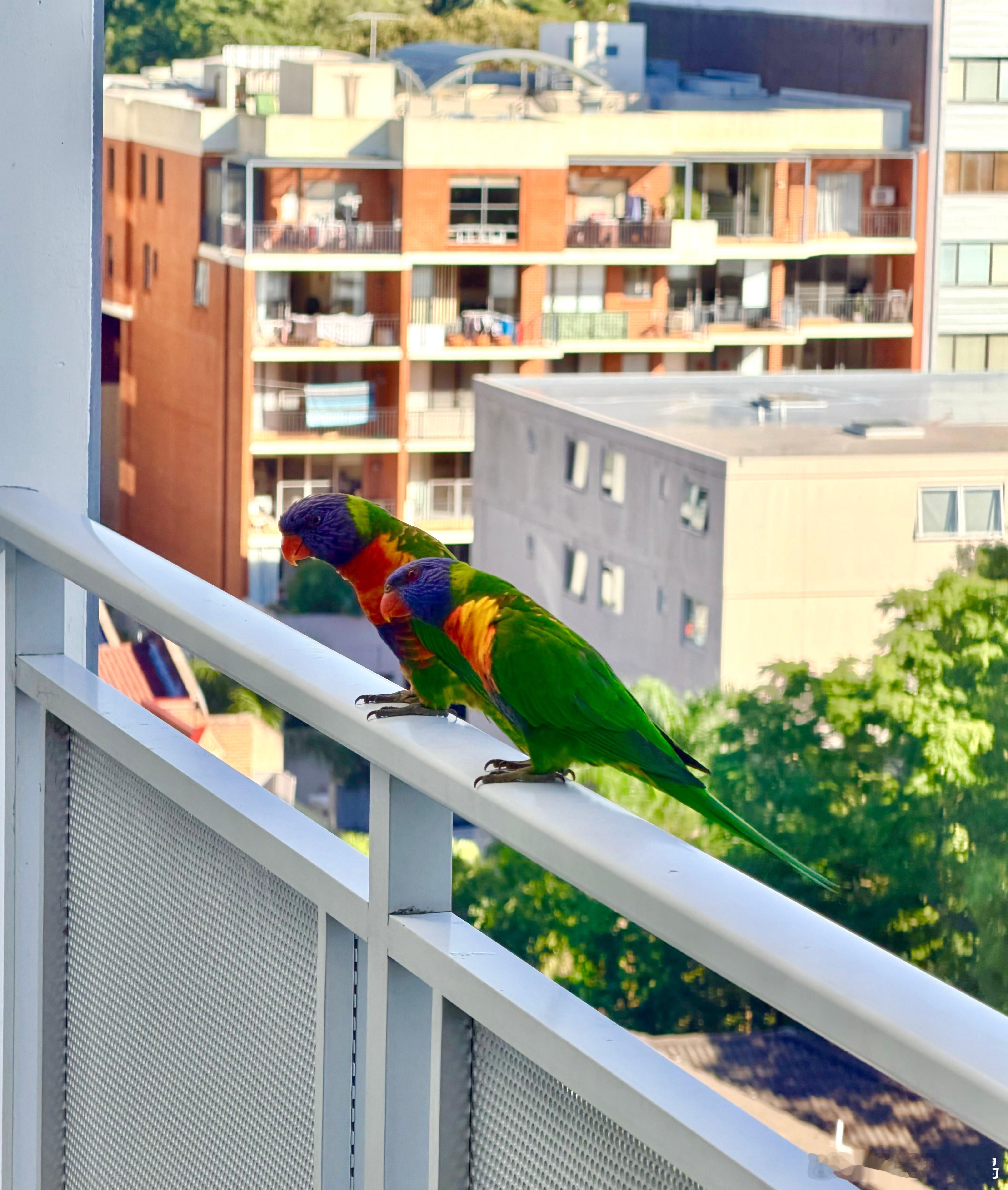 鸟粉投稿 窗外飞来的两只【彩虹吸蜜鹦鹉】🦜澳洲的野生鹦鹉满天飞！ 