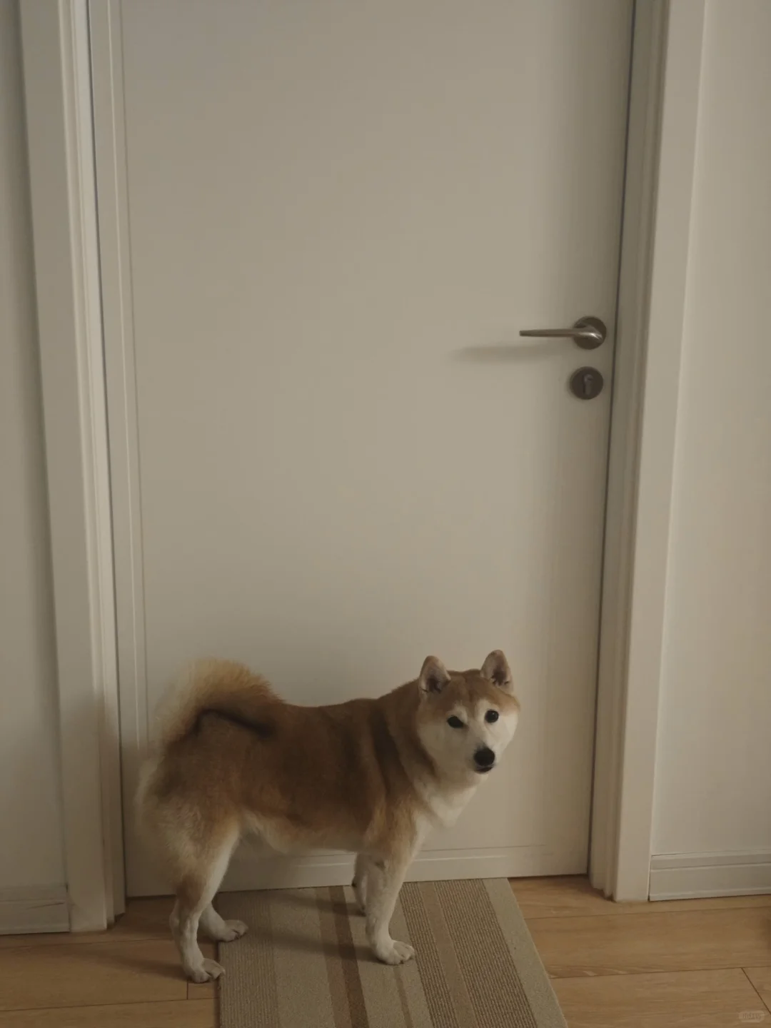 差点放弃我的小狗