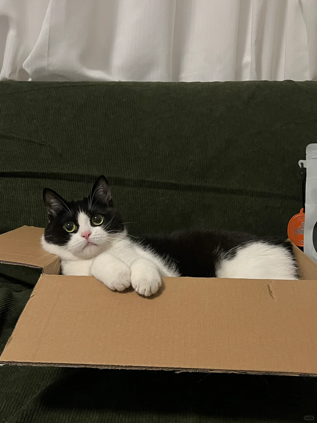 快递盒子长猫啦！