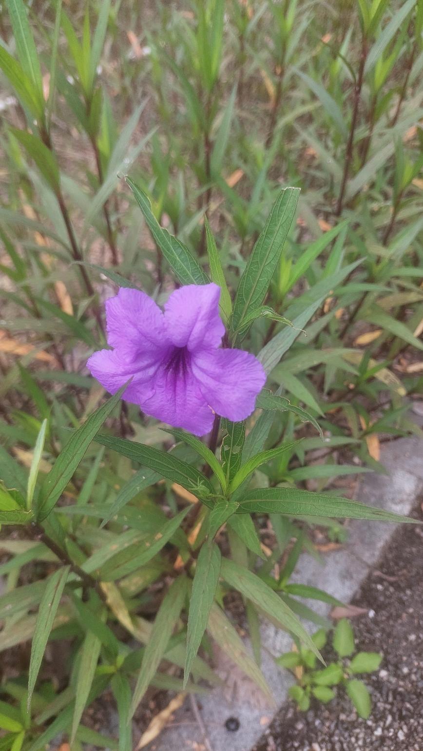 这什么花？