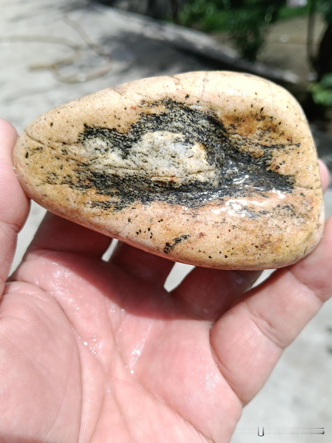 精品奇石（长寿石）
大自然天赐神龟