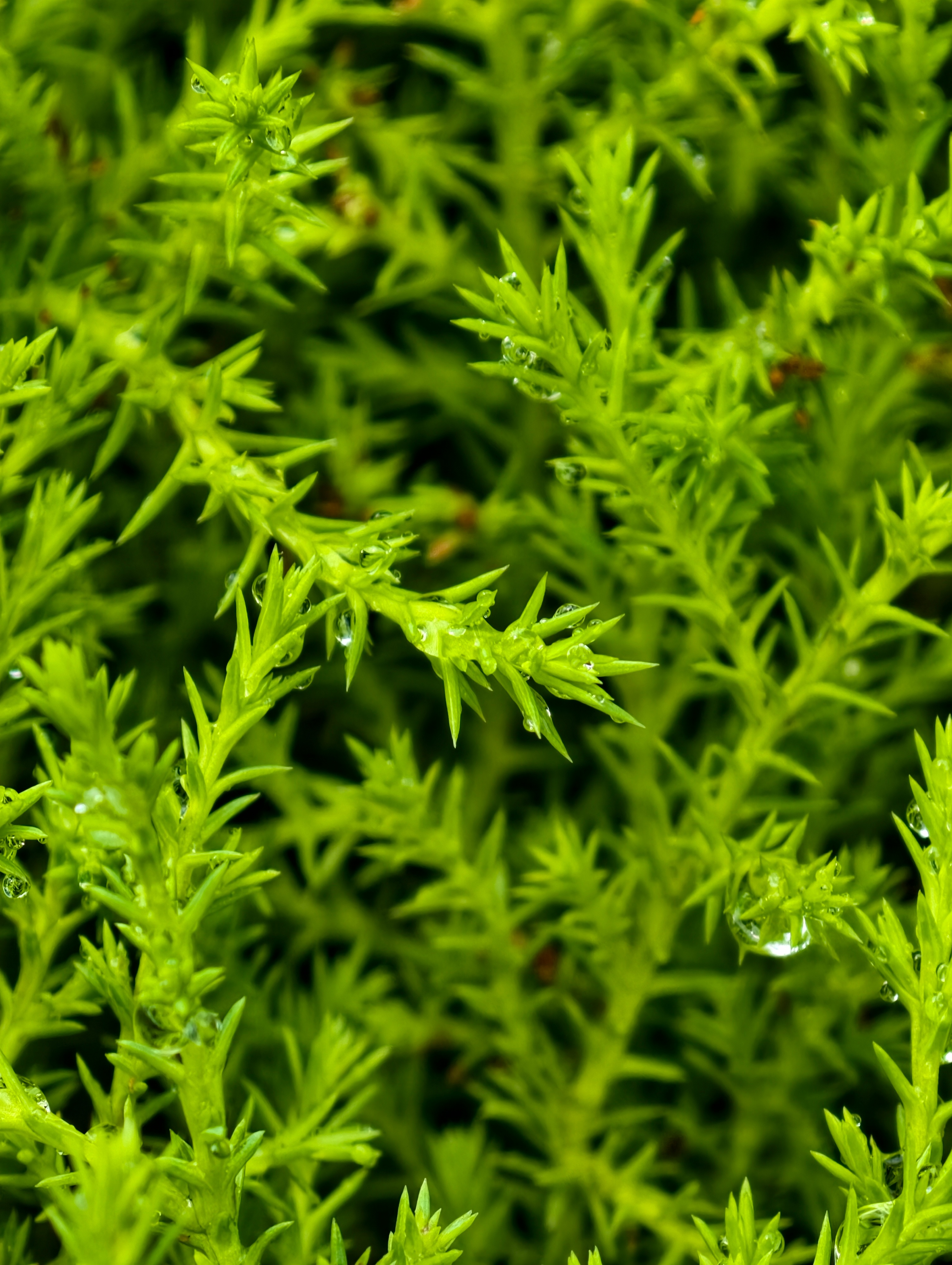 新加坡的滨海湾花园简直就是个天然植物园很惊讶里面的花怎么能养护的这么好进去就是拍