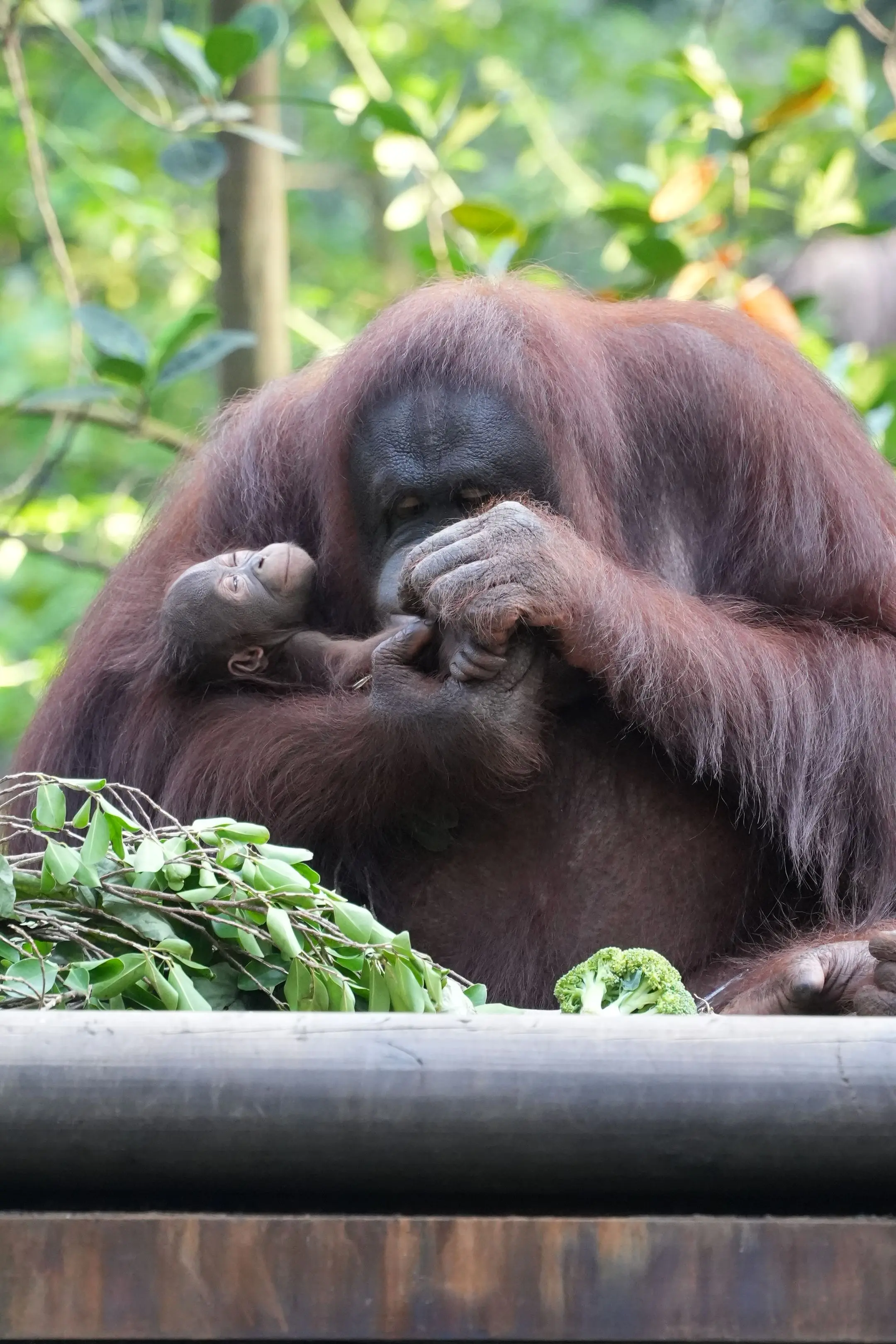 摄于长隆野生动物世界8.26。