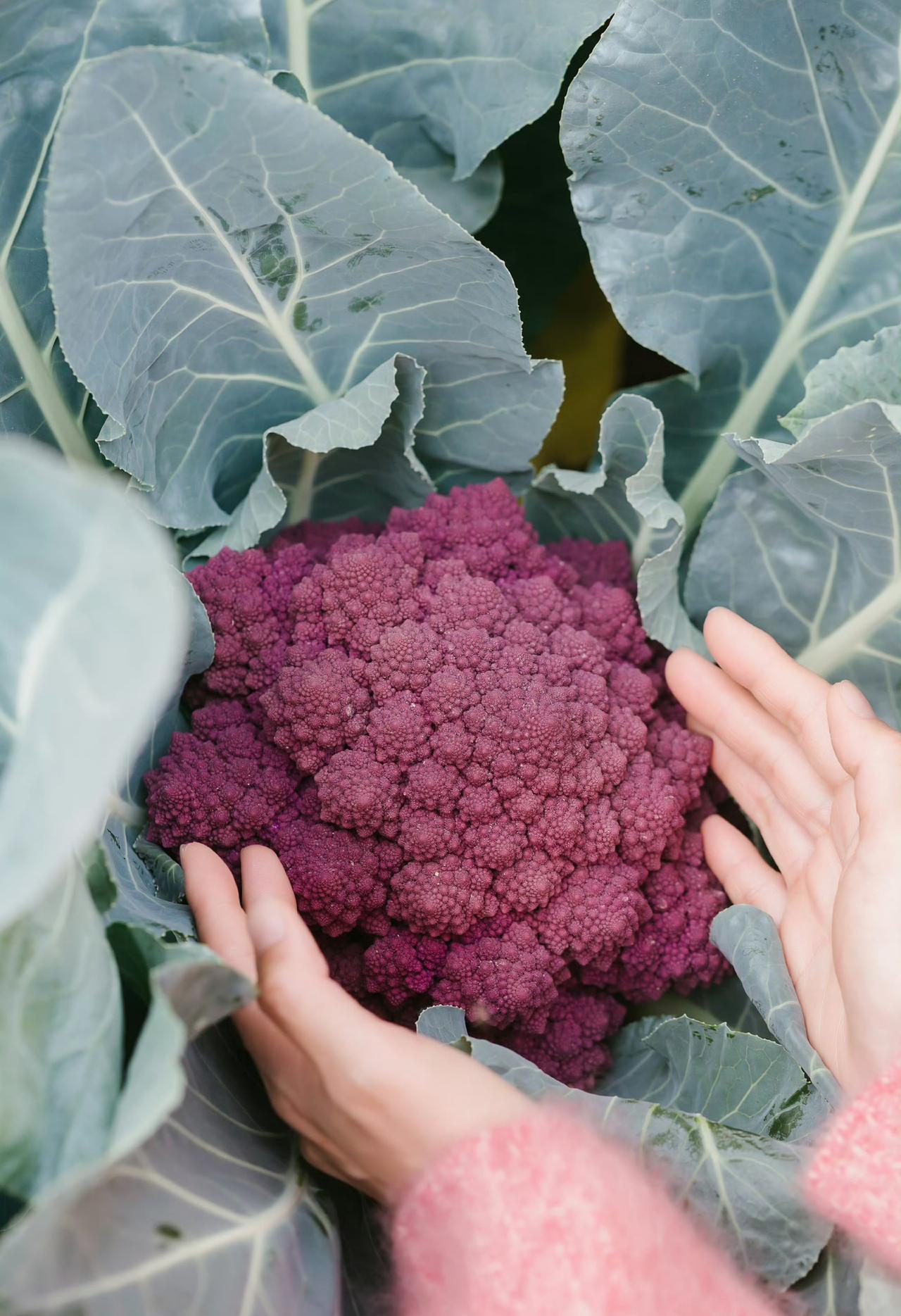 关心粮食和蔬菜🥬