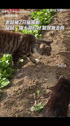 “1只老鼠被7只猫围攻，这局怎么解？”近日，辽宁鞍山一网友拍到，自家养的7只猫在
