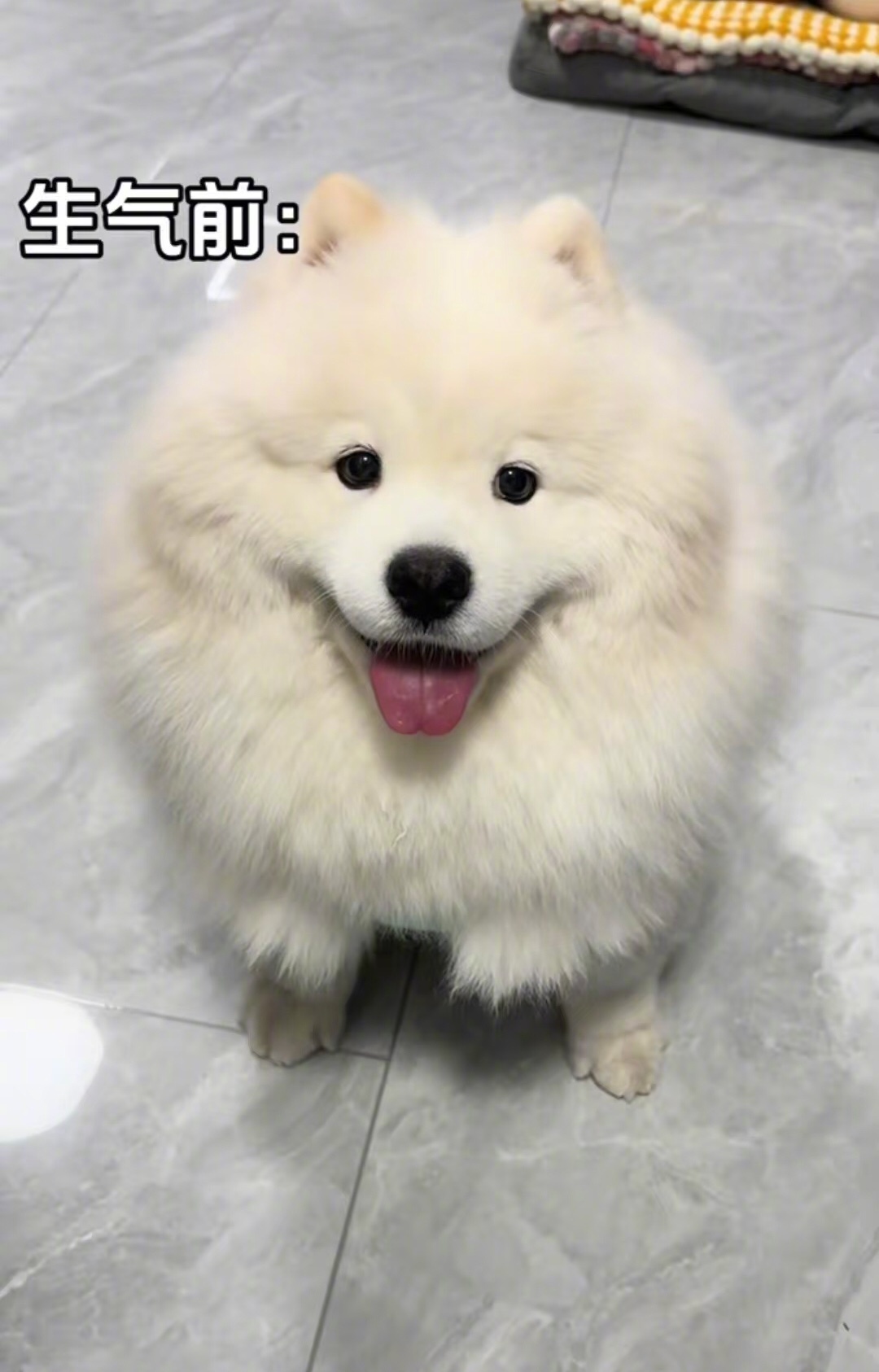 论小狗有多藏不住事[doge] ​​​