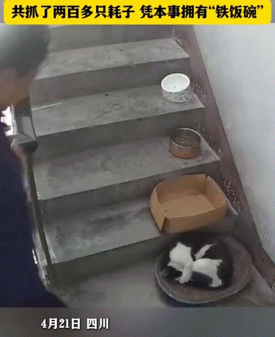 凭本事吃饭！

四川一女子分享，全楼邻居众筹养猫四年并加盖猫窝。这猫极具个性，拒