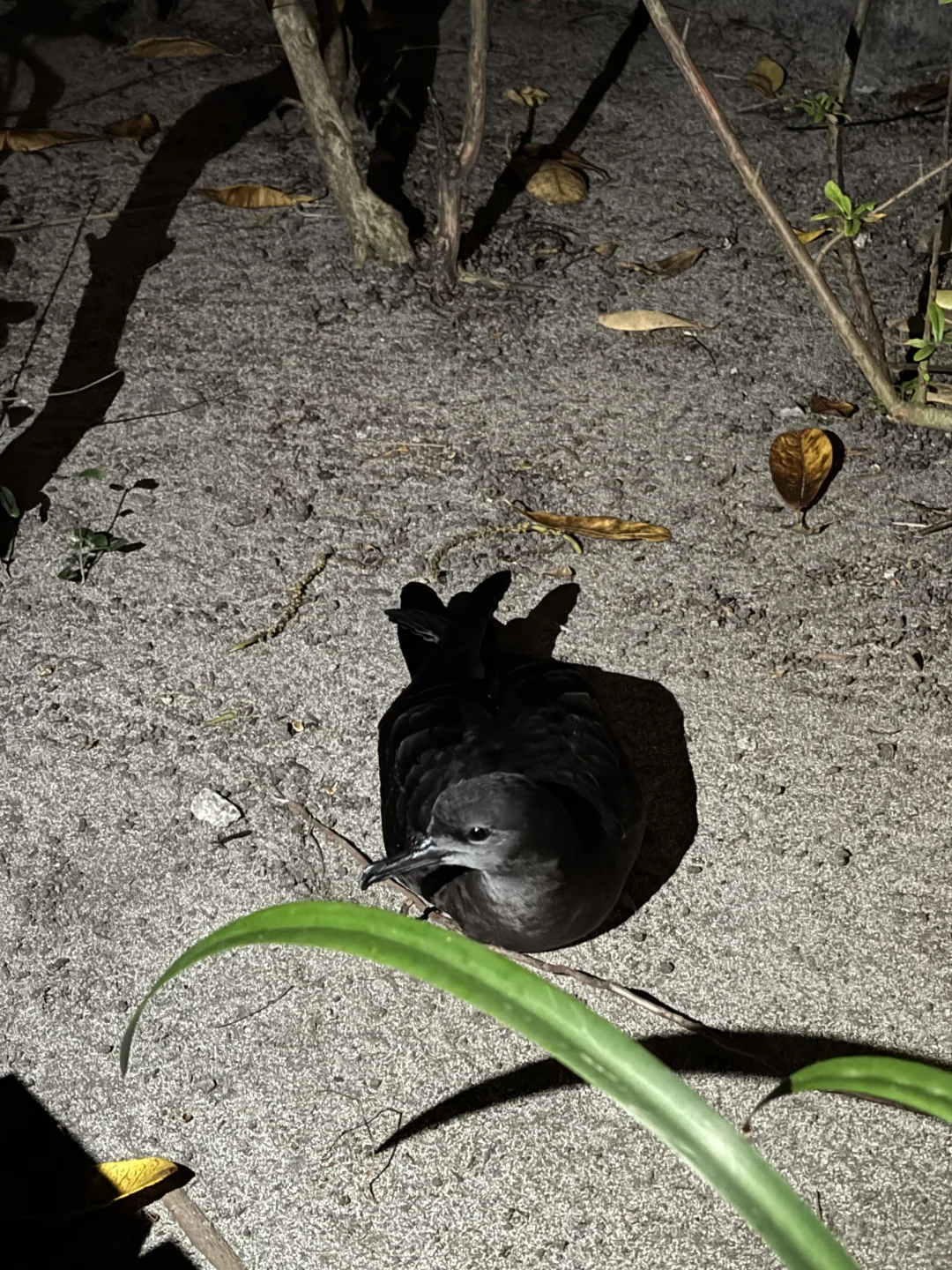 Fiji Petrel