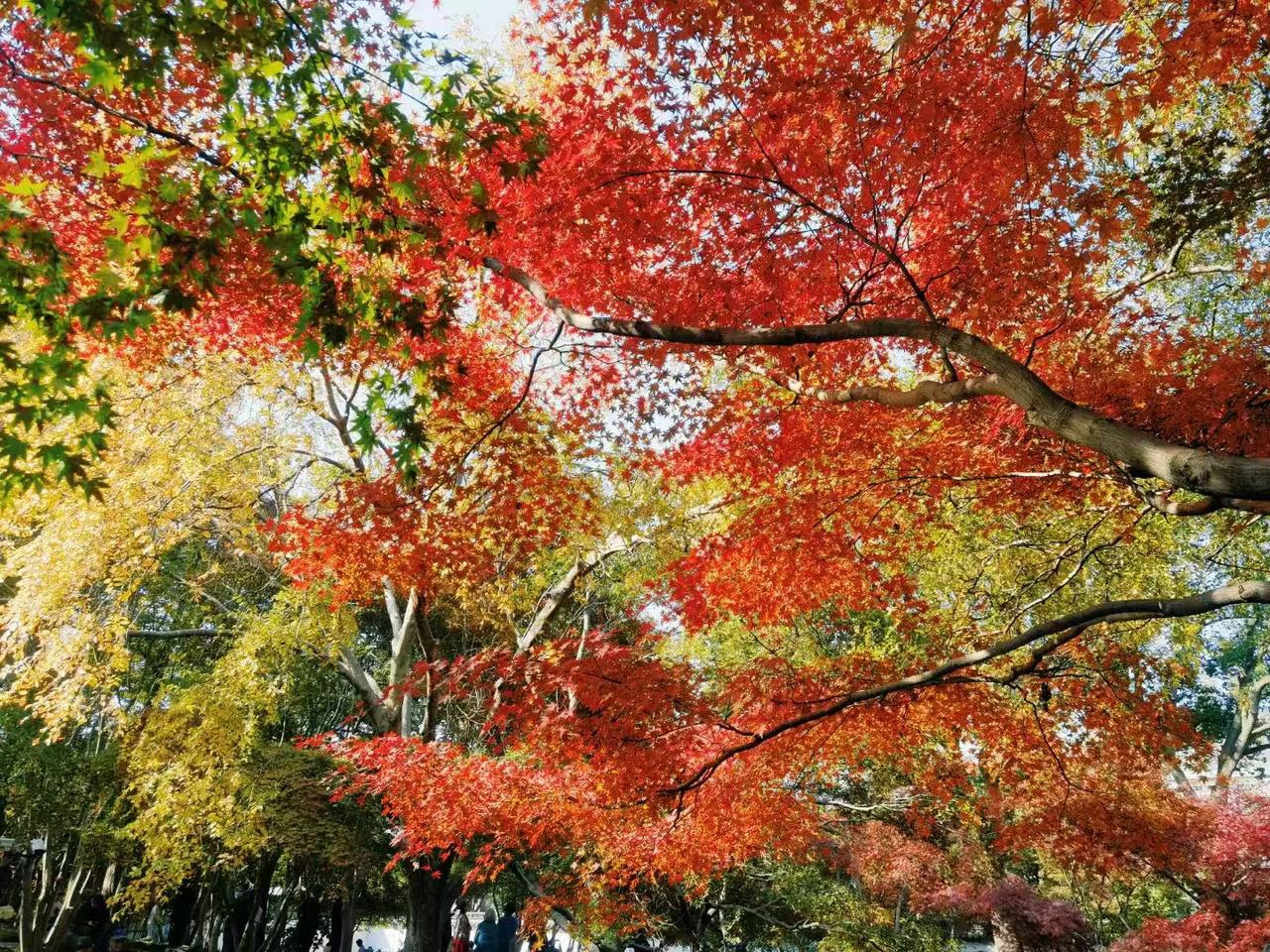 此景的冬天
着实让人忧伤不起来 

祝亲爱的你平安喜乐 梦凡的世界 
记录生活