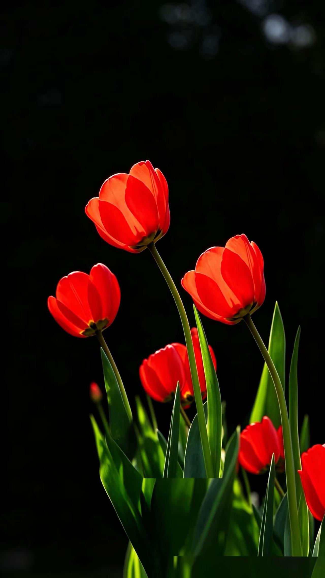 郁金香。拍花治愈系 拍花艺术 郁金花