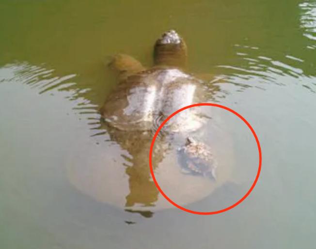 1994年5月28日清晨，江苏盐城射阳，在射阳河上千秋大桥建设工地现场，早起施工