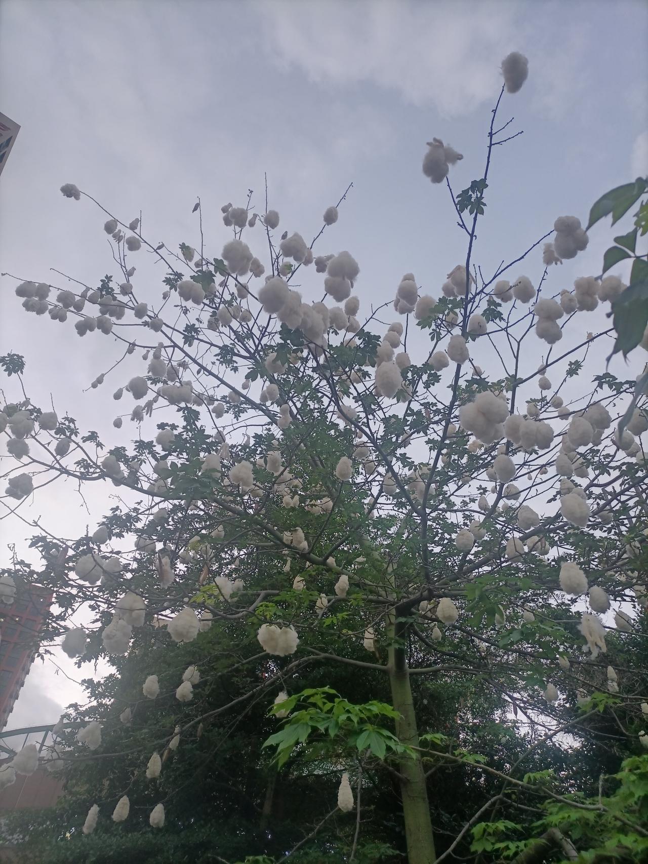 这是什么植物