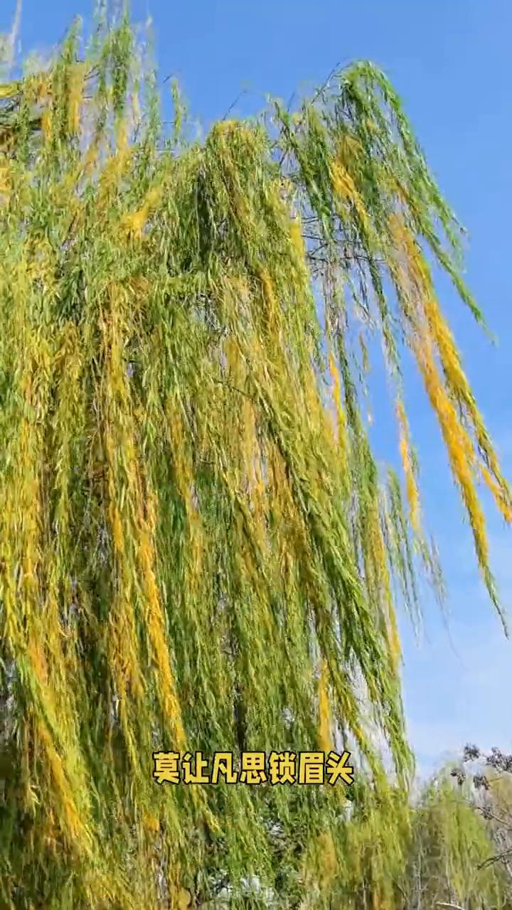 头顶染满黄发，这个世界已经是冬天了。洛浦公园的柳丝在昭示着什么？
我问秋风何时愁
