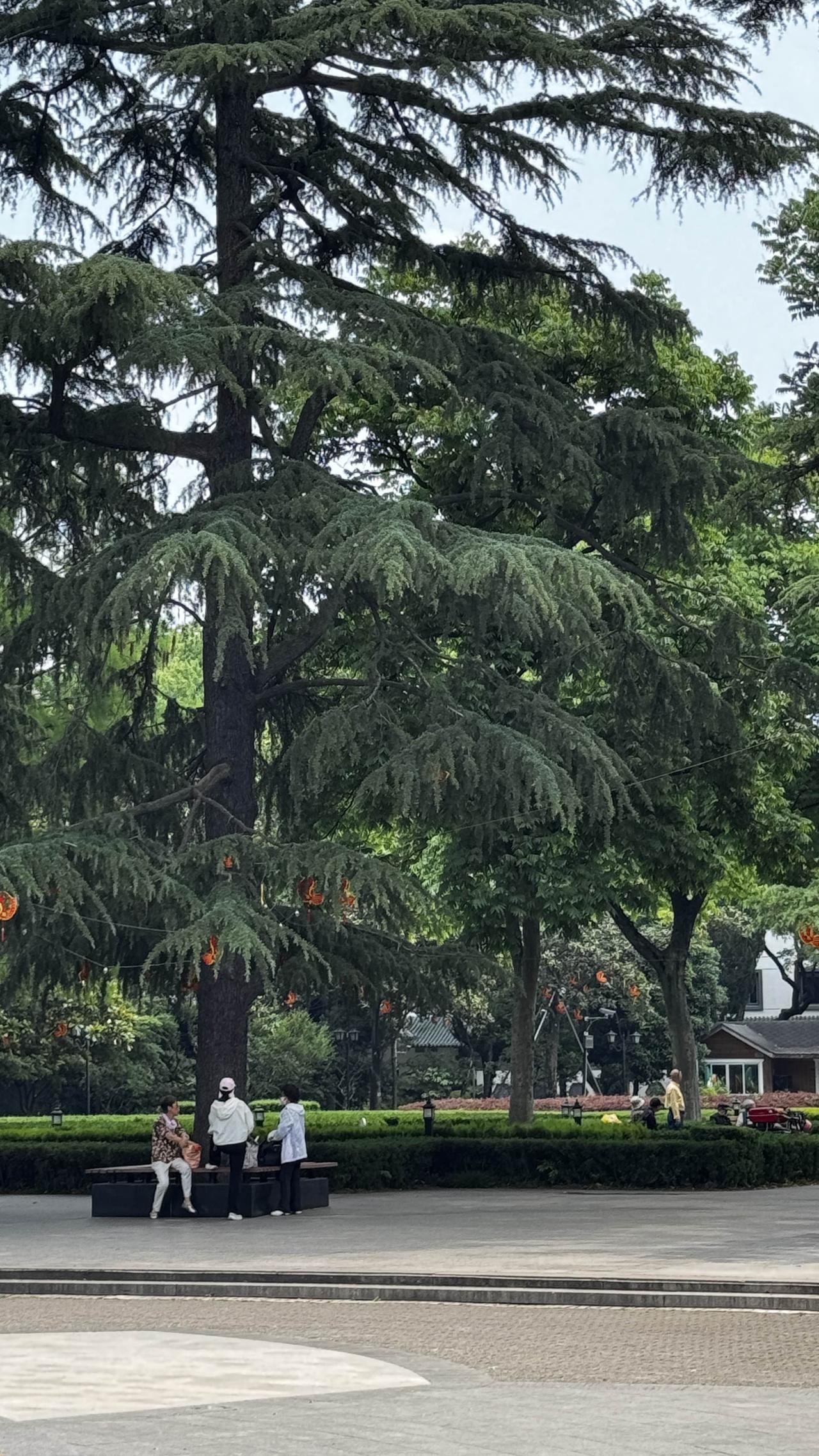 今日分享随手拍照片苏州大公园闹中取静的它，承载着一代又一代苏州人的日常欢喜与岁月