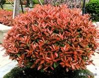 红叶石楠（学名 Photinia × fraseri），蔷薇科石楠属常绿灌木/小