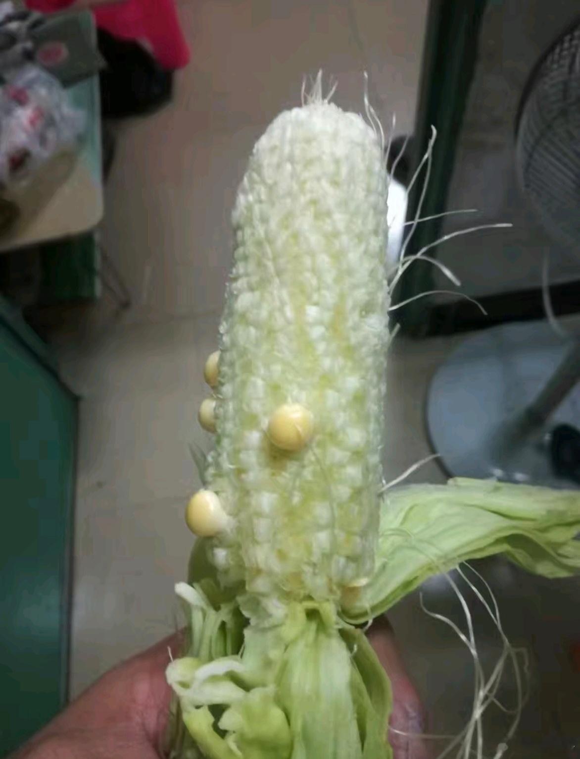 这玉米能吃吗？ 