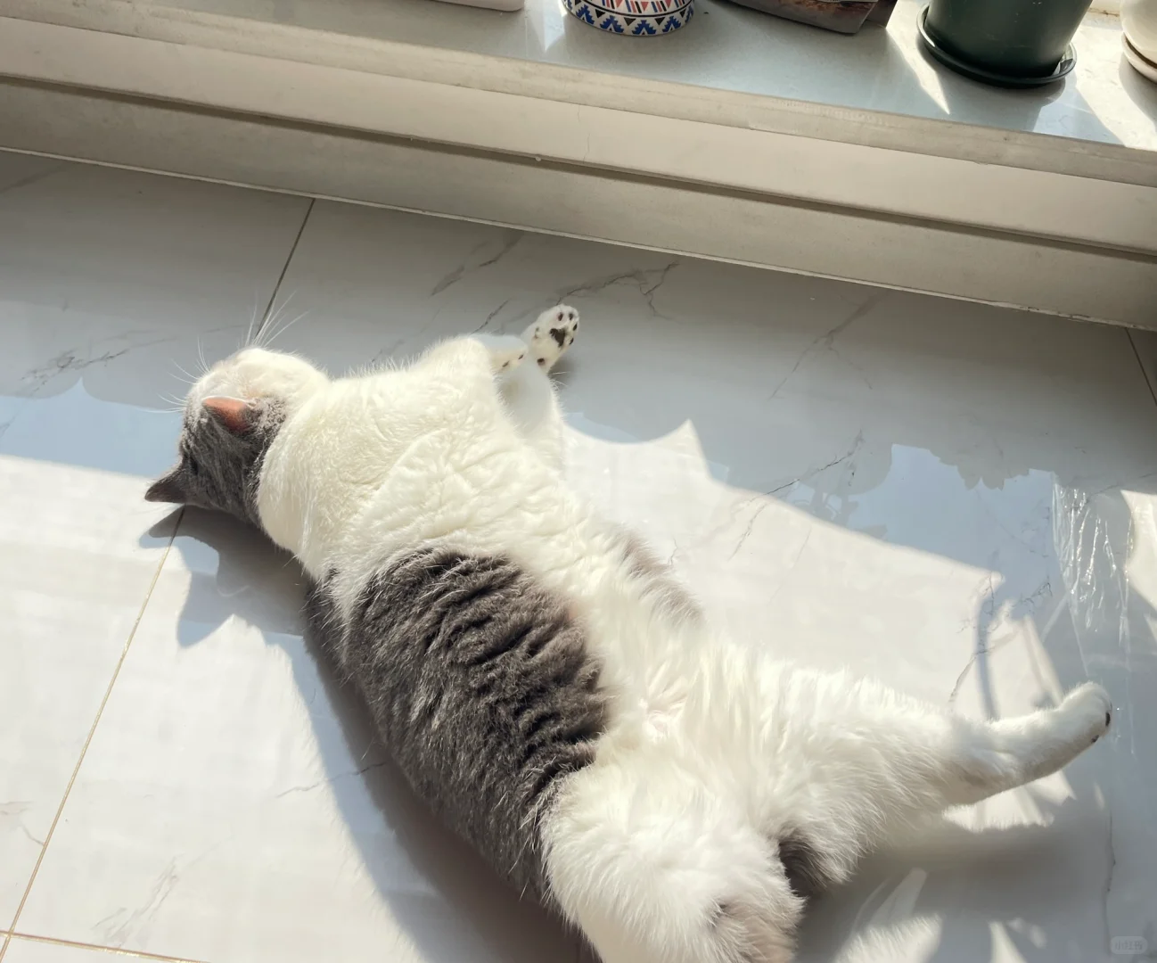 一起晒猫哇☀️🌝