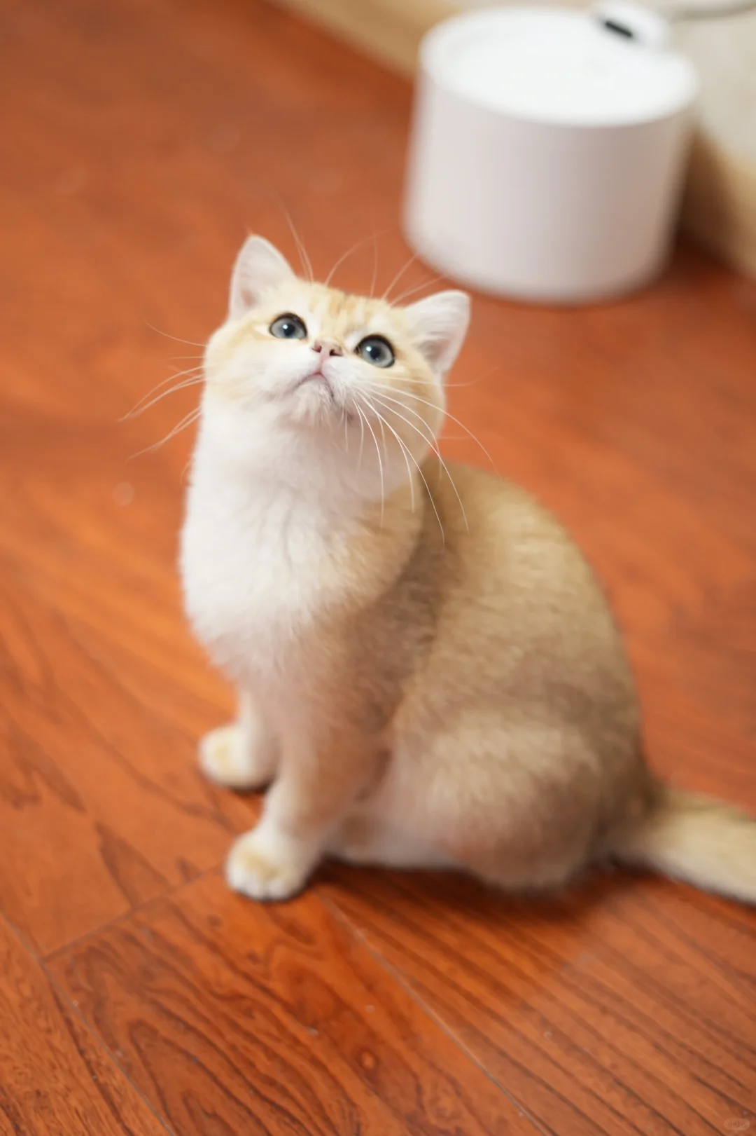 我镜头下的小猫咪