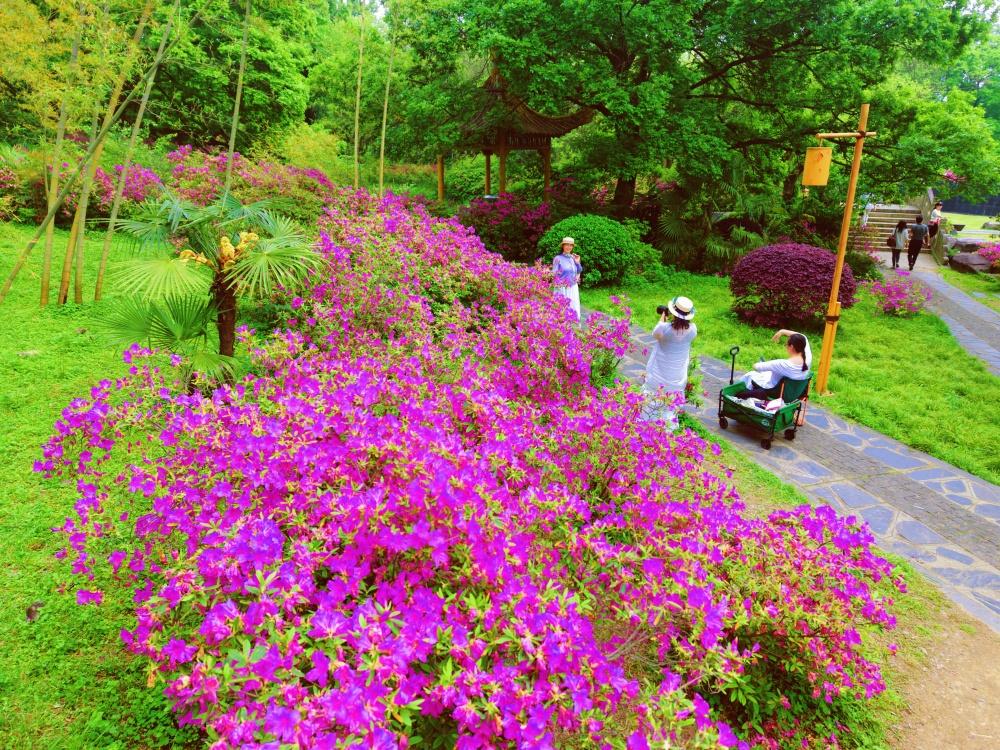 寻美武昌【周末去哪儿：磨山杜鹃花季尾声】本周末去哪儿？武汉东湖磨山杜鹃园正迎来花