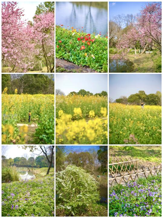 西溪湿地🌼开爆了❗️彩色油菜花、虞美人、红梅