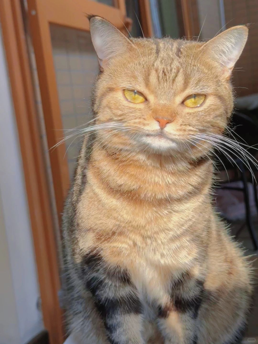 看着怎么又凶又奶的样子呀！！！！