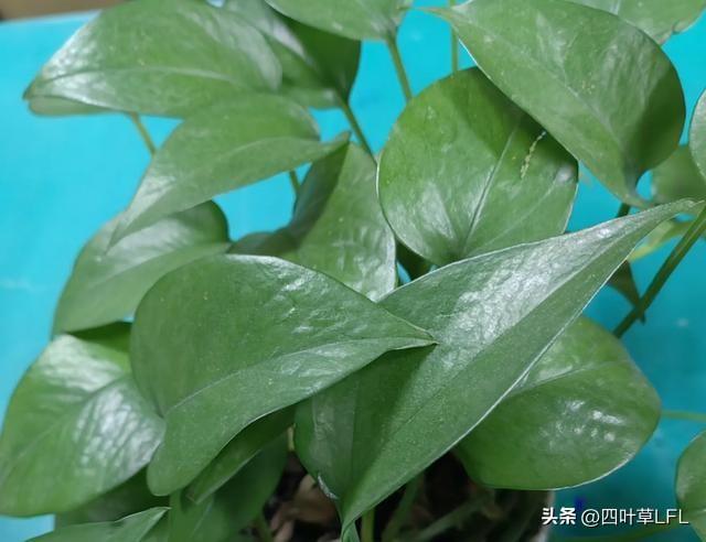 养了一盆绿萝，长的真茂盛，叶子绿油油的！生机勃勃，清新自然。