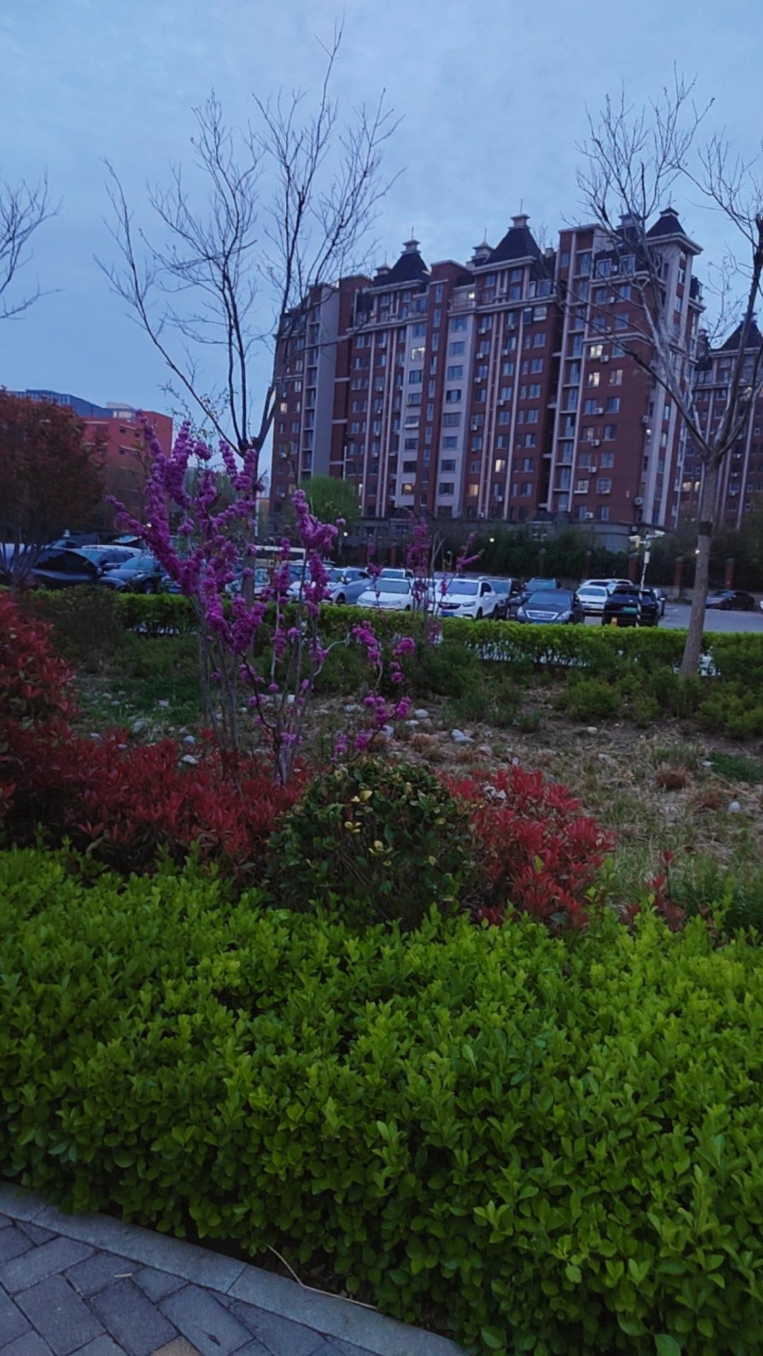 忙完一天，在楼下的小花园里站了五分钟。
看着这些花花草草，忽然觉得生活也没那么累