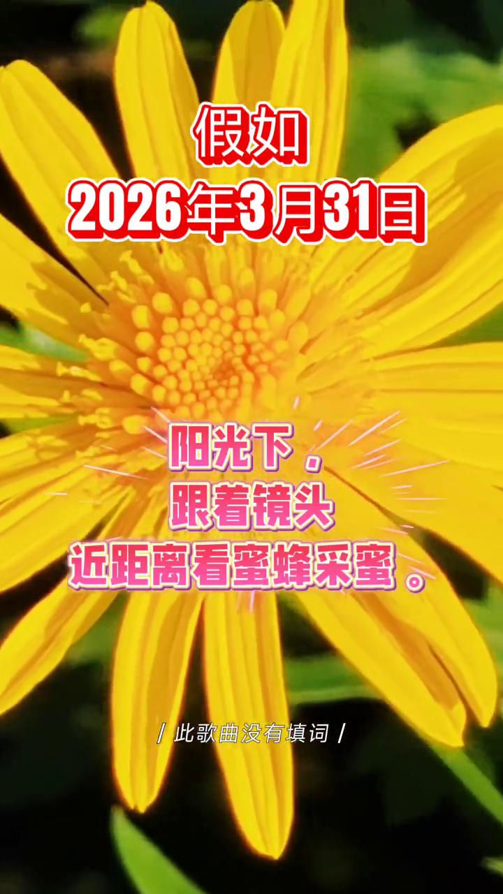 以蜂为镜，专注自乐。此歌曲没有填词。
假如2026年3月31日，阳光下，跟着镜头