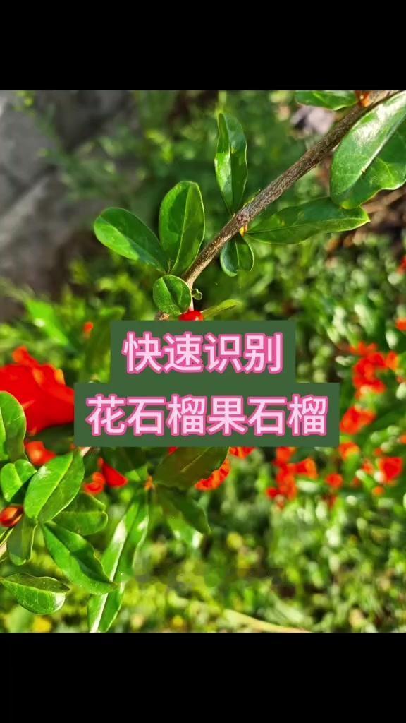 🌸分辨石榴树雌雄花超简单！1️⃣看花蕾形状：像花生的是雌花，能结出果子；像喇叭