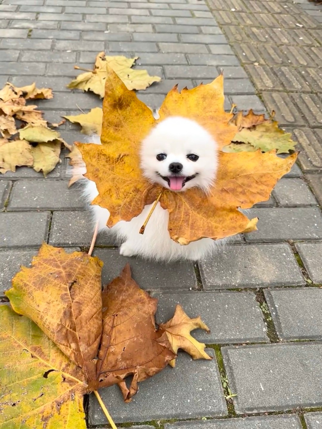 小枫狗🍁 