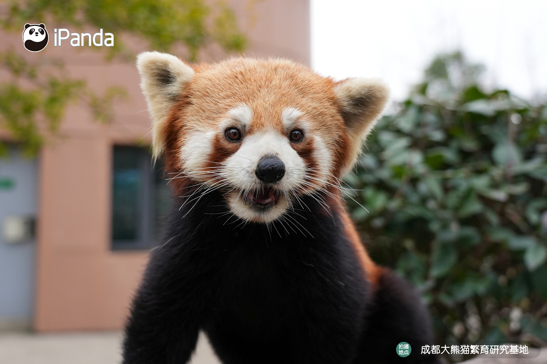 【小熊猫的治愈从早安开始 🌟】发言熊：小熊猫名熊名言：不用追求完美，做一只会享