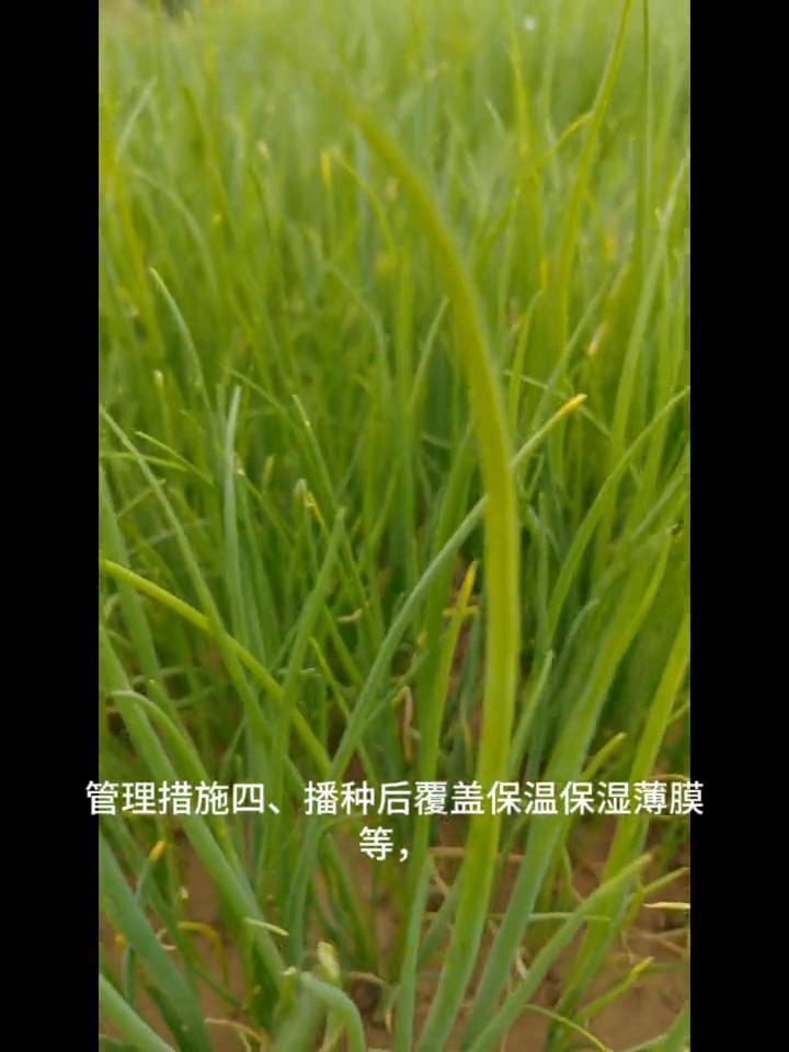 大葱科学育苗，苗期七项关键管理措施。
大葱育苗及苗期科学管理措施。山东地区一般十