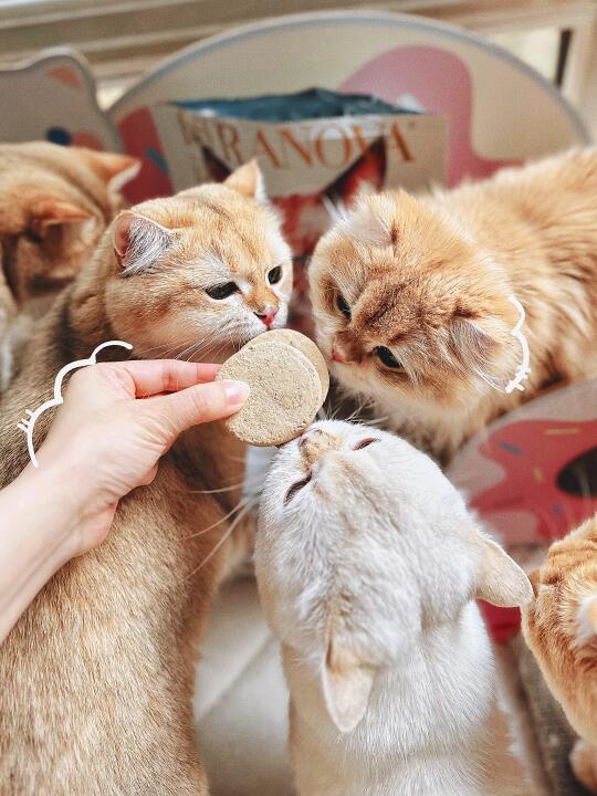 多猫家庭也是需要画饼的