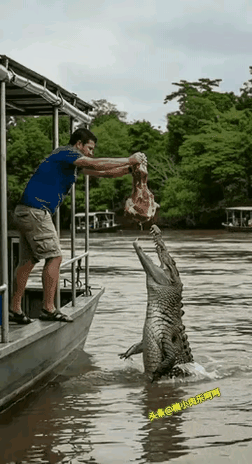 这家伙有病啊，鳄鱼都安到肉了，他都不撒手，这盖着死了也是活该[呲牙]