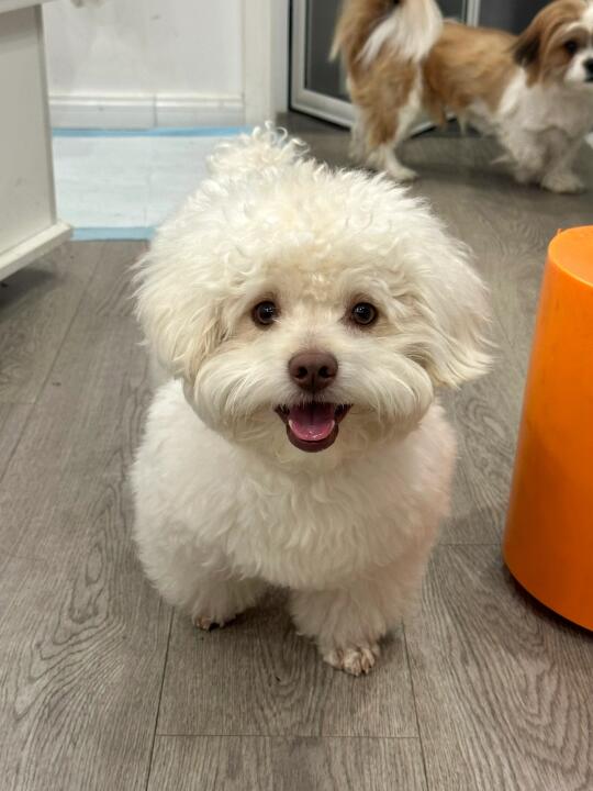 怎么会有这么可爱的小狗