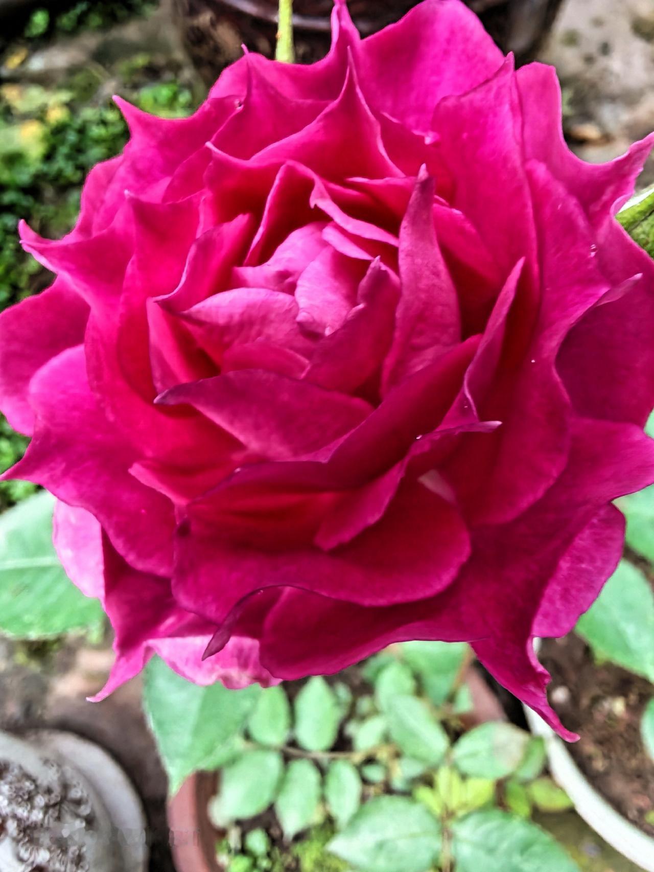 今天起床拉开窗帘，看见我亲手插的玫瑰花开得艳艳的，有一种说不出的自豪。